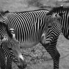 Zebras