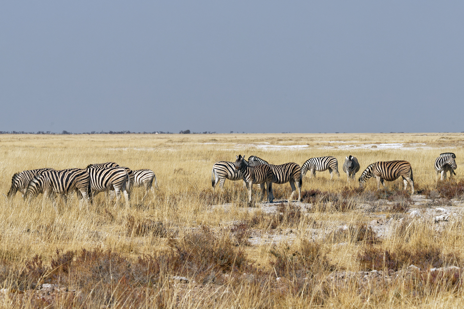 Zebras bei Ft. Namutoni