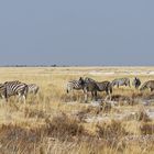 Zebras bei Ft. Namutoni