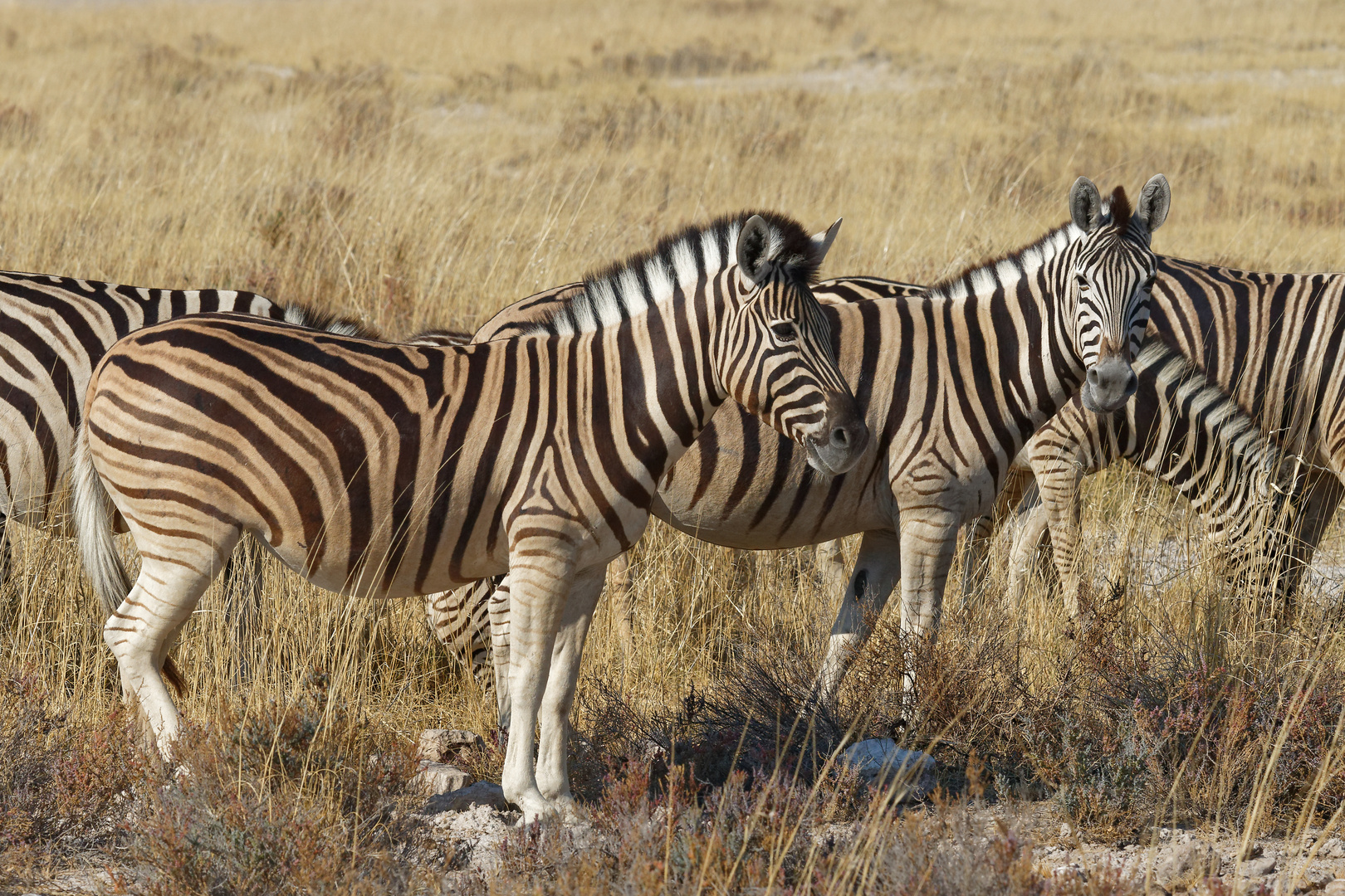 Zebras bei Ft. Namutoni