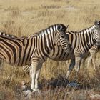Zebras bei Ft. Namutoni