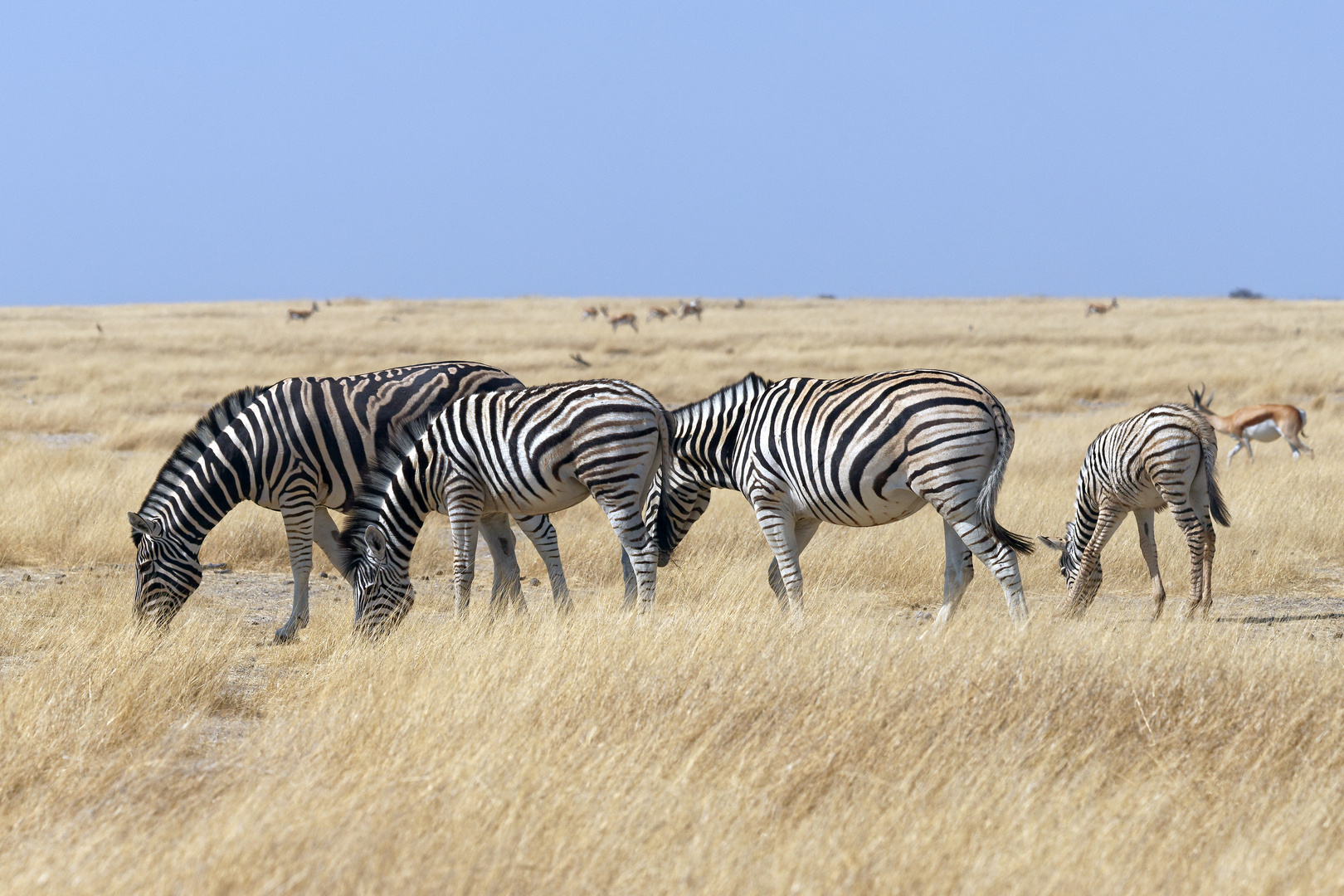 Zebras bei Nebrownii