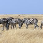 Zebras bei Nebrownii