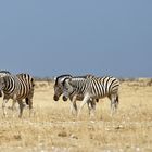 Zebras bei Nebrownii_1