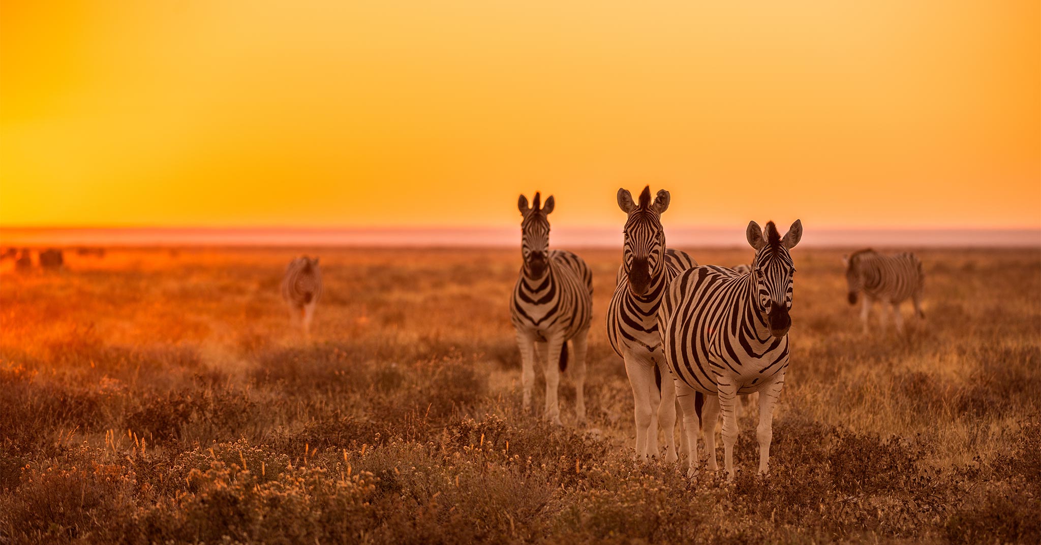 Zebras bei Sonnenaufgang