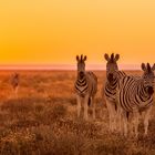 Zebras bei Sonnenaufgang