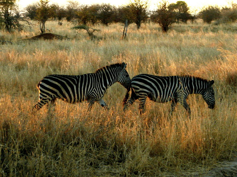 Zebras bei Sonnenuntergang im Tarangire