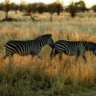 Zebras bei Sonnenuntergang im Tarangire