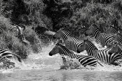 Zebras beim Crossing