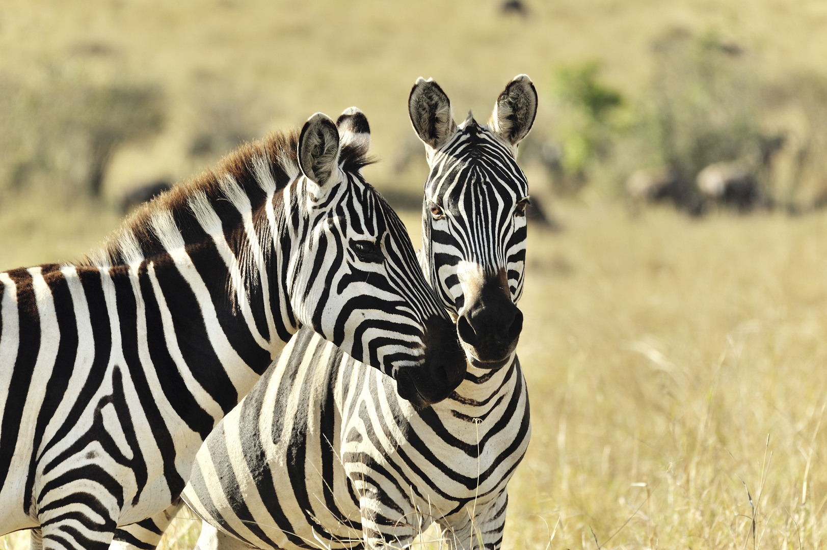 Zebras beim Flirt © JF-Fotografie, Jürgen Feuerer