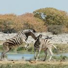 Zebras beim Flirten