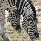 Zebras beim Grasen