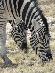 Zebras beim Grasen