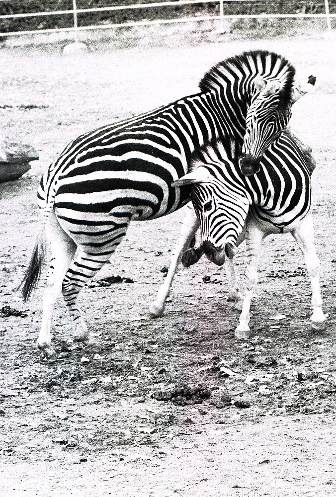 Zebras beim Ringkampf