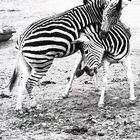 Zebras beim Ringkampf
