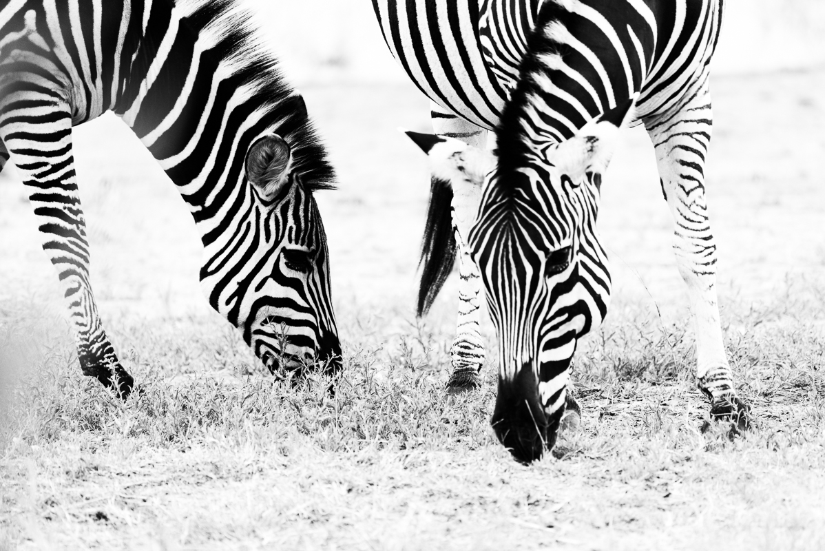 Zebras black and white