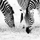 Zebras black and white