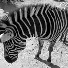Zebra's black and white elegance