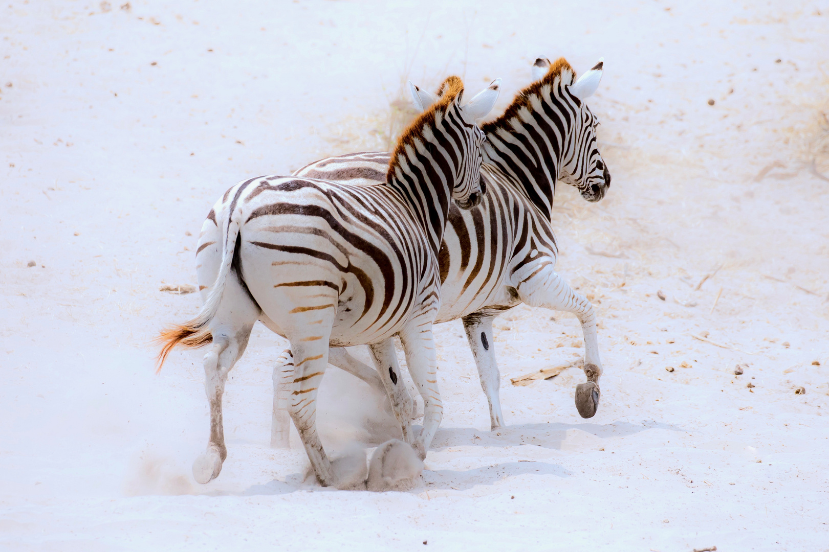 Zebras, Botswana