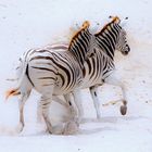 Zebras, Botswana