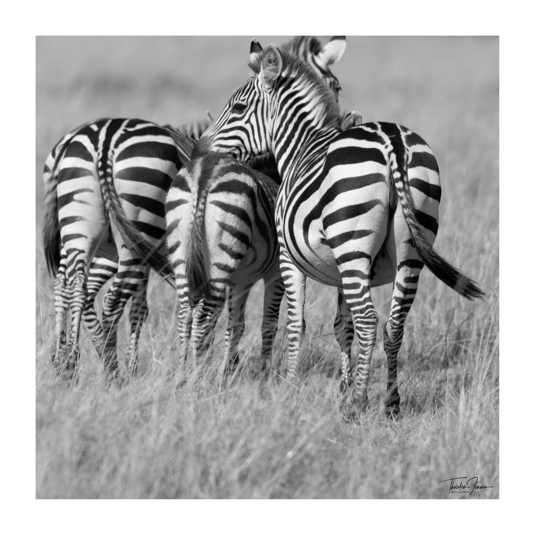 Zebras BW