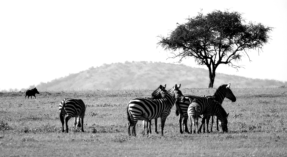 Zebras B/W