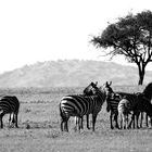 Zebras B/W