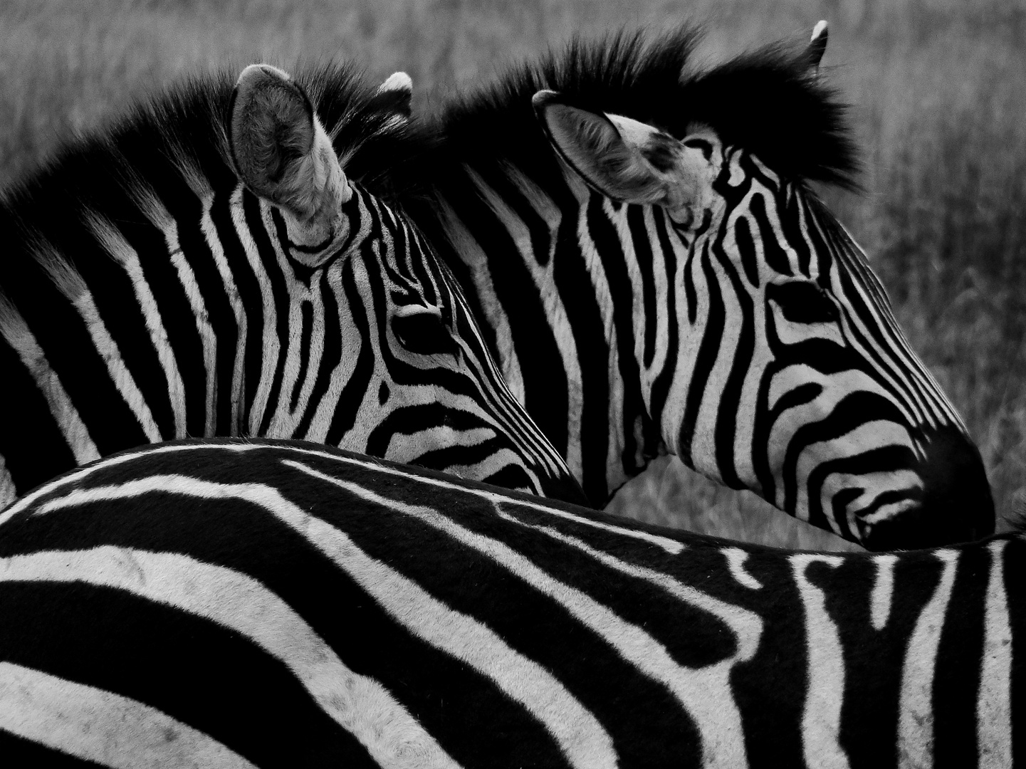 Zebras B&W