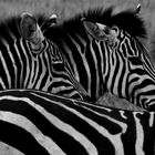 Zebras B&W