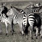 Zebras b/w