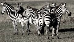 Zebras b/w