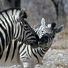 Zebras