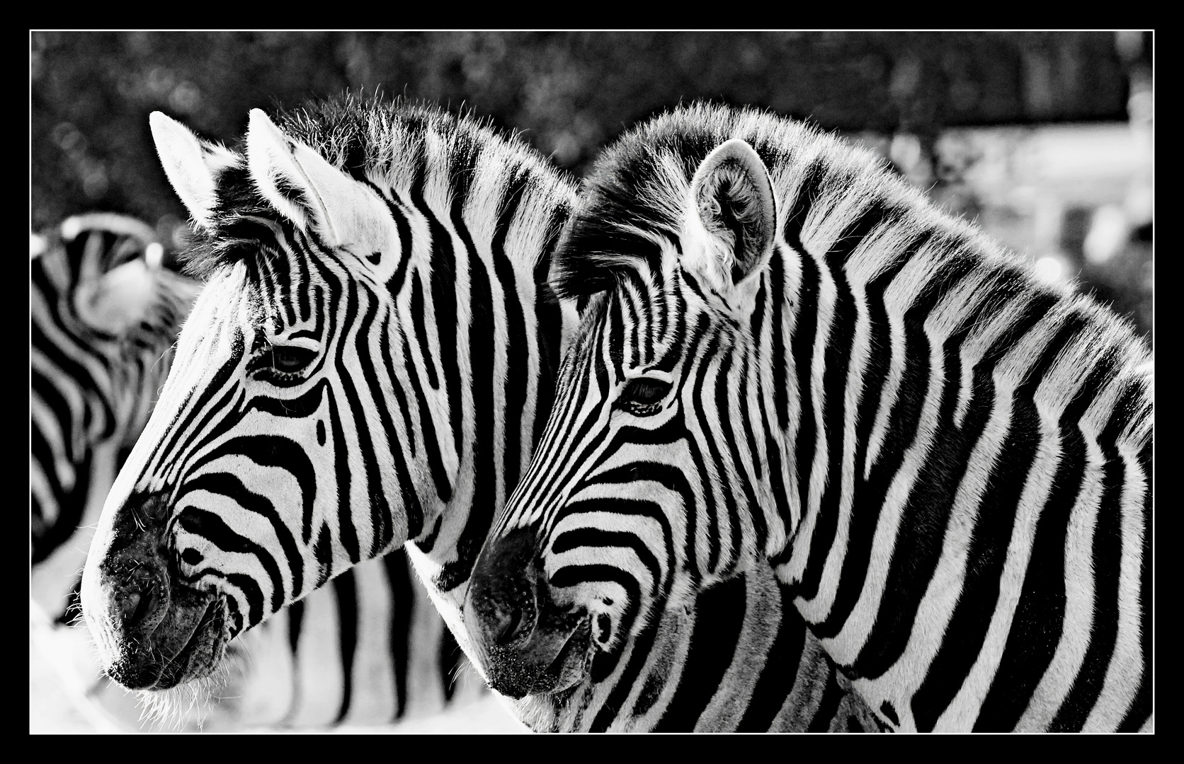 Zebras