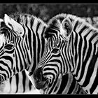 Zebras