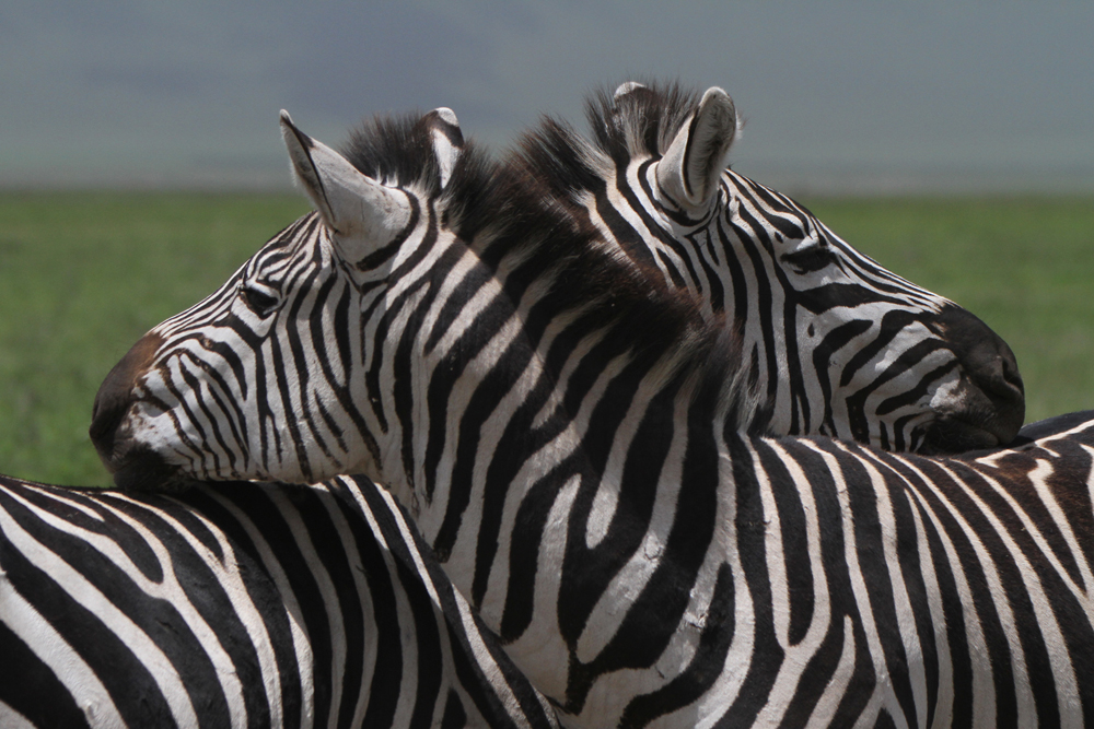 Zebras