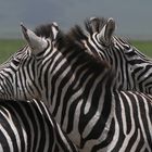 Zebras