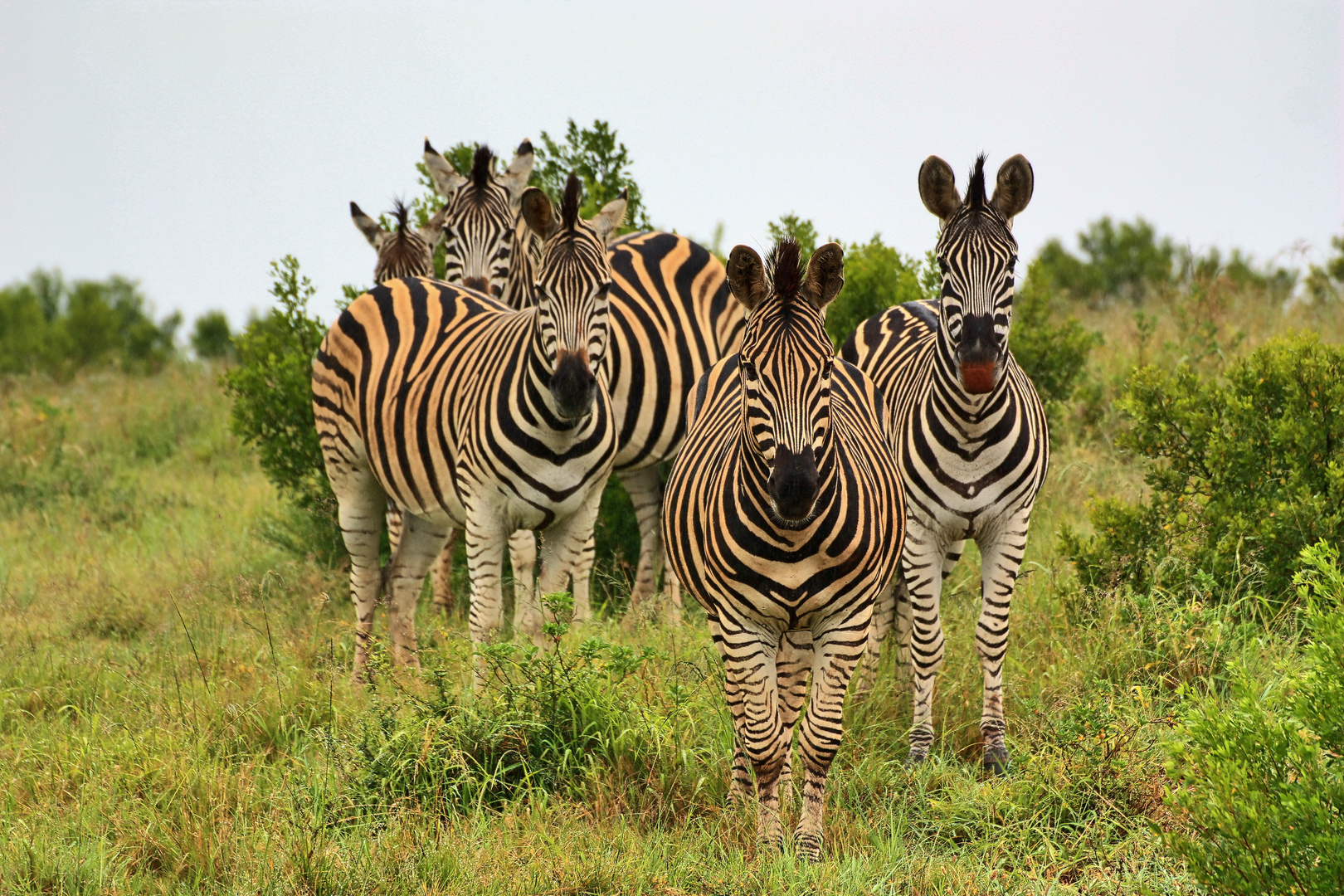 Zebras