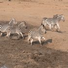 Zebras