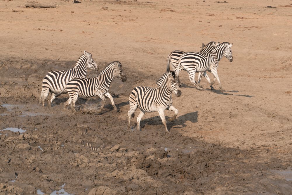 Zebras