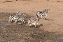 Zebras