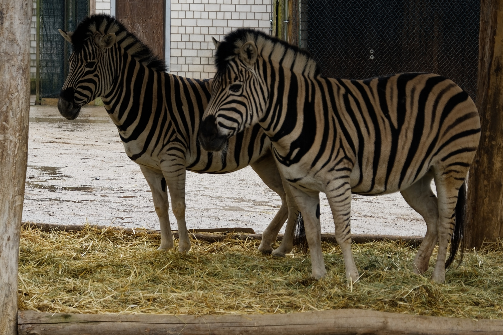 Zebras 