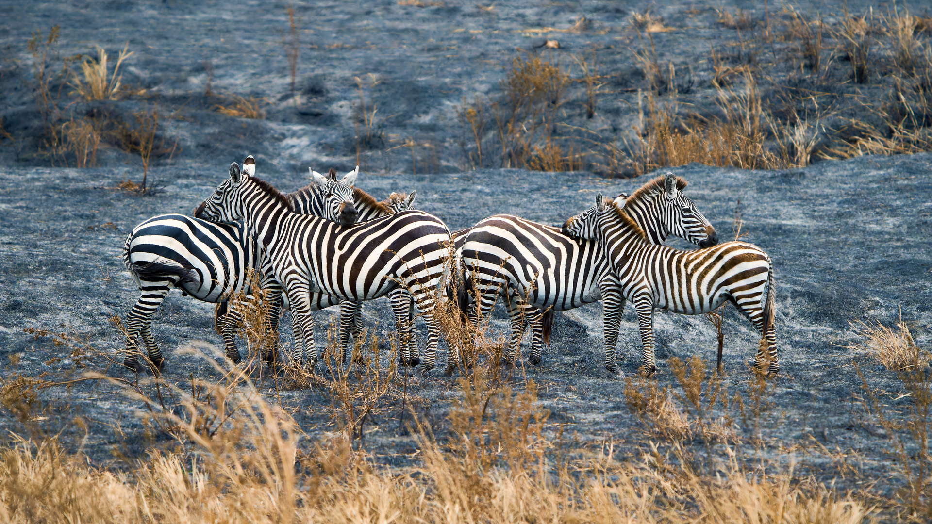 Zebras Chillen