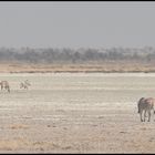 Zebras crossing the pan