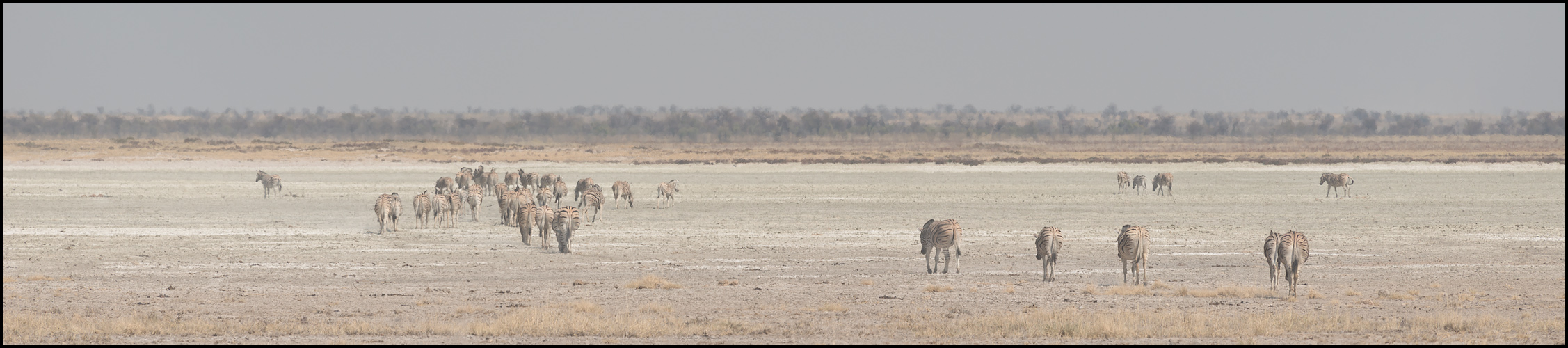 Zebras crossing the pan