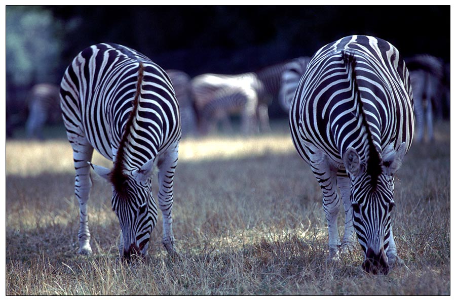 Zebras