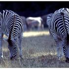 Zebras