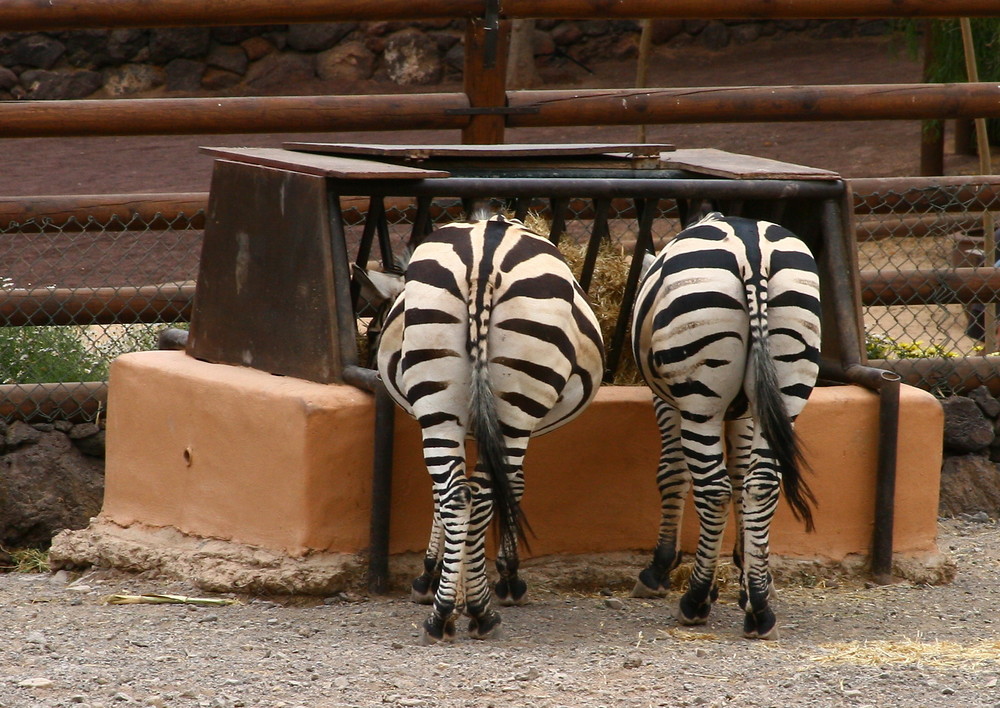 Zebras