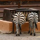 Zebras