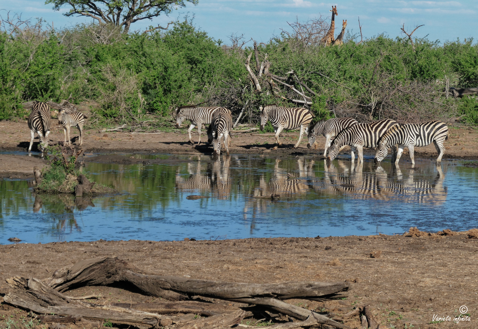 Zebras