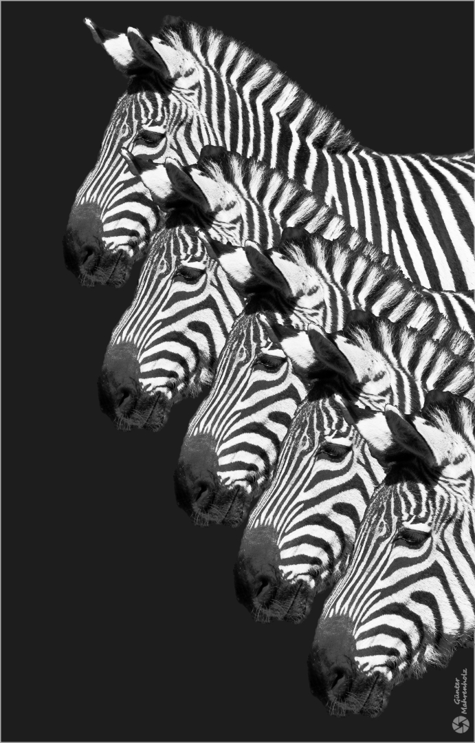 Zebras